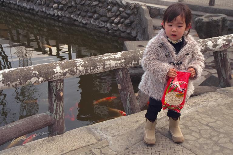 Koi Little Girl, Nagano Prefecture, Tokyo, Japan Koi Little Girl, Nagano Prefecture, Tokyo, Japan